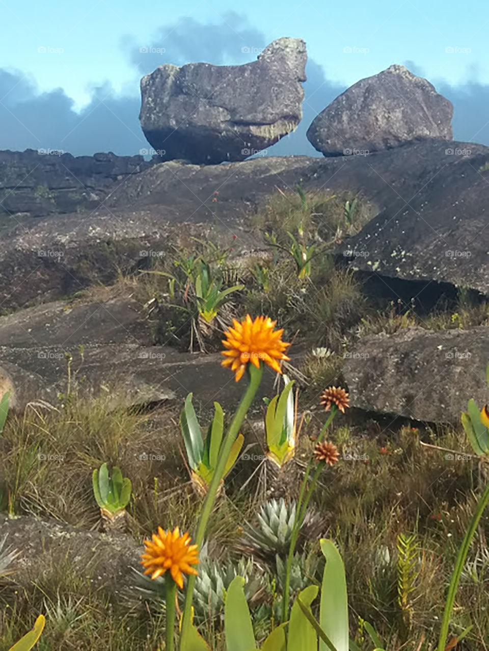 a flower in the middle of the rocks
