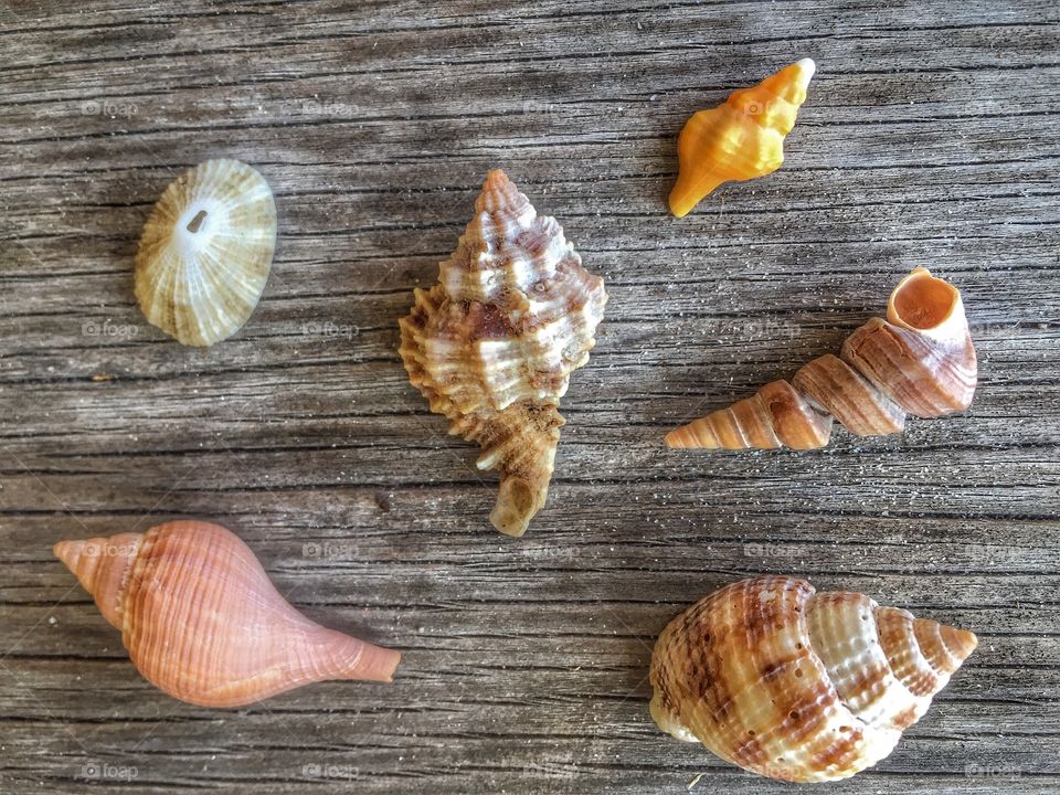Sea Shells
