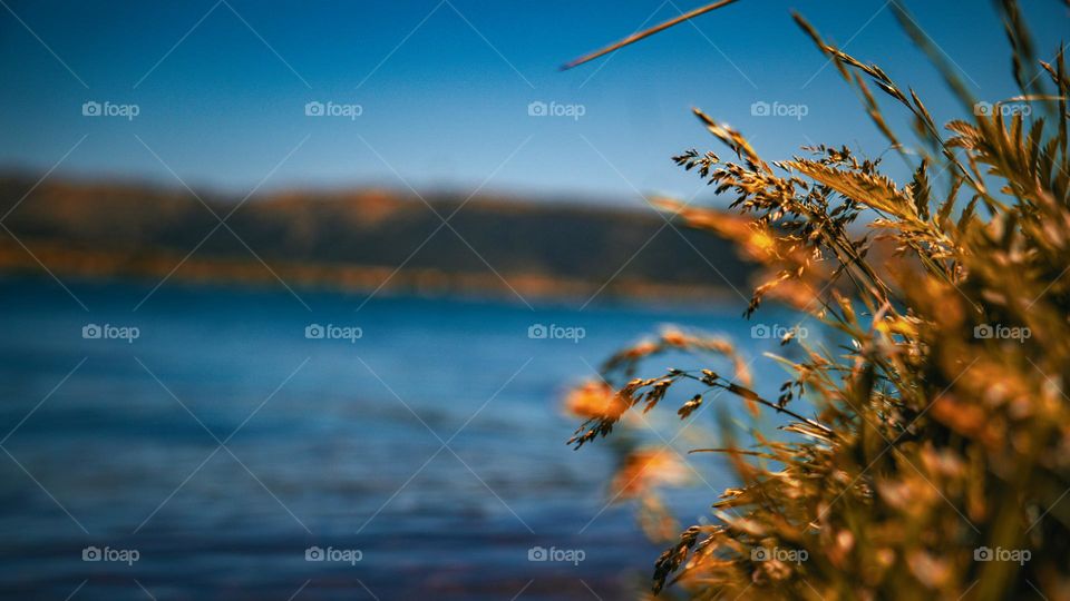 Wheat and grass foreground of mountainous lake.