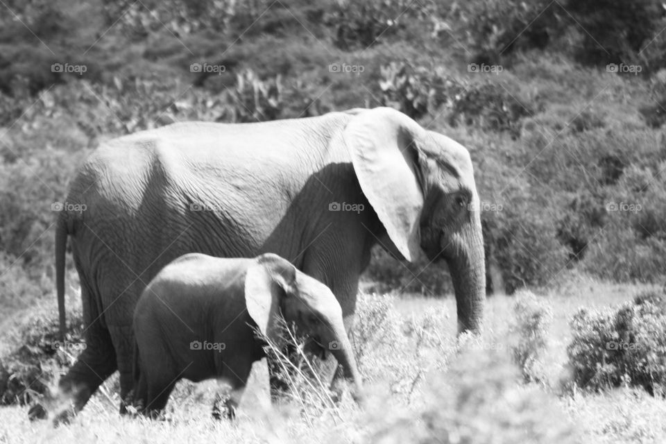 beautiful Elephants. big5