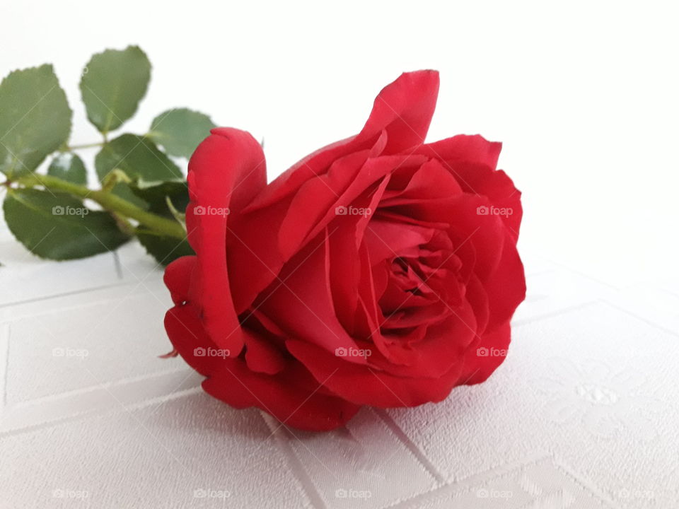 Red rose