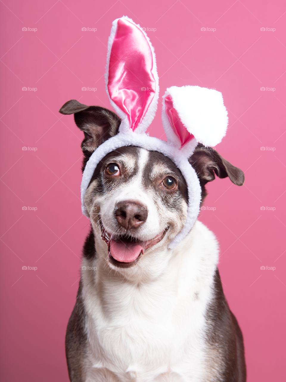 Easter dog - rabbit ears - studio