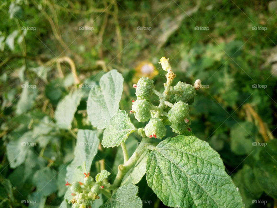 flowers is to be beautiful