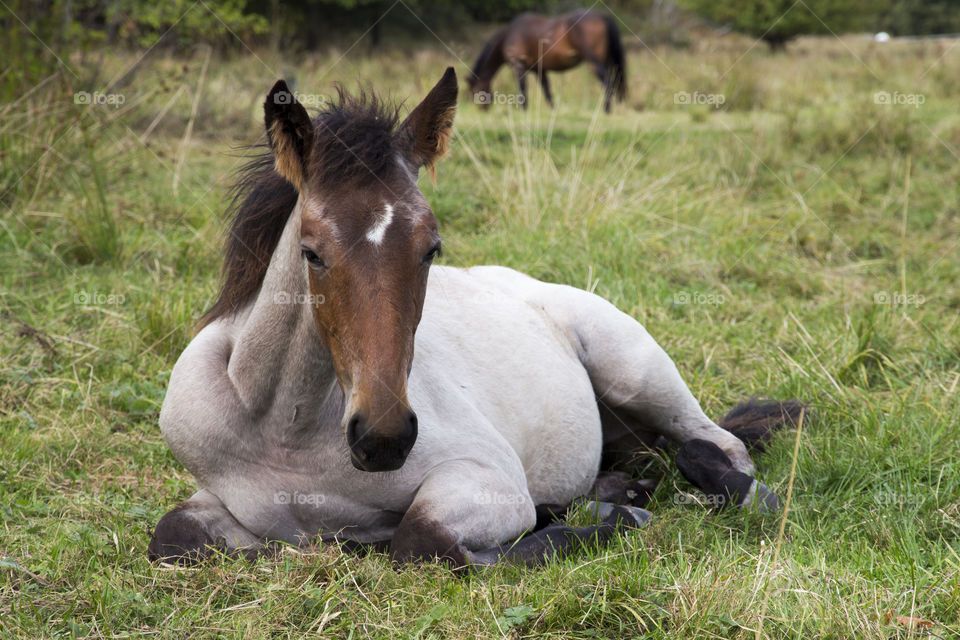 Young horse resting in the grass