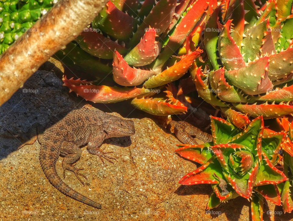 California desert lizard