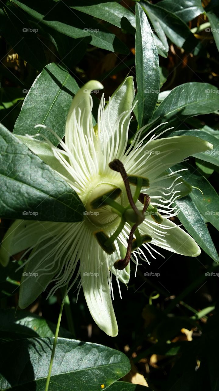 passiflora