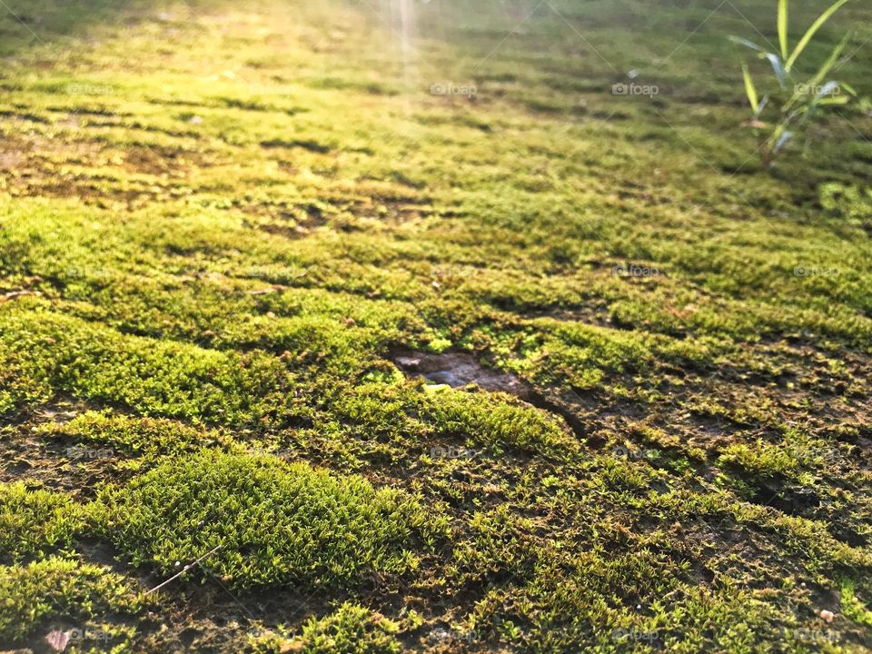 A beautiful moss on the ground with sunlight.