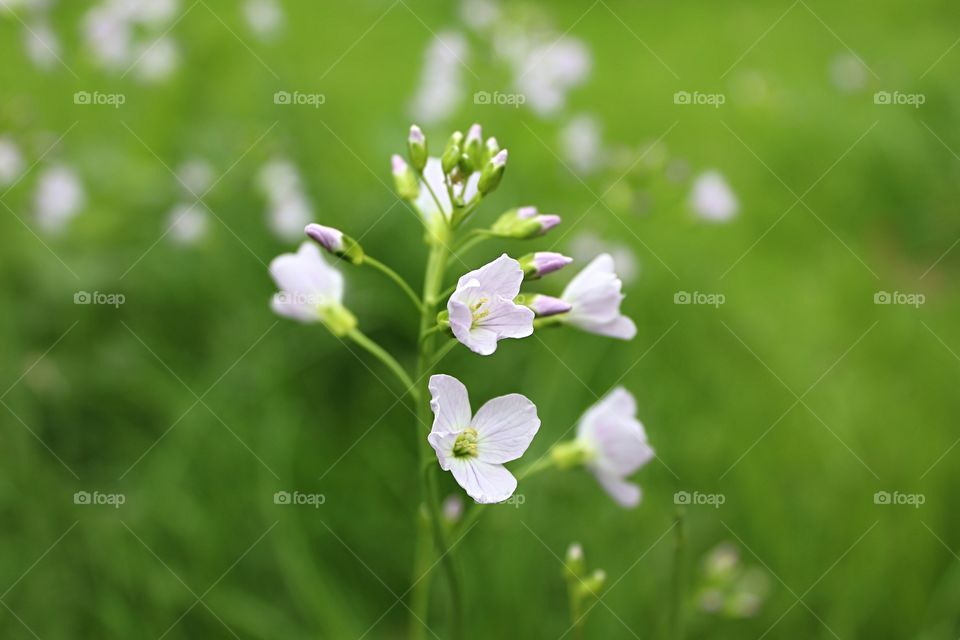 amazing blooming flowers in mother nature