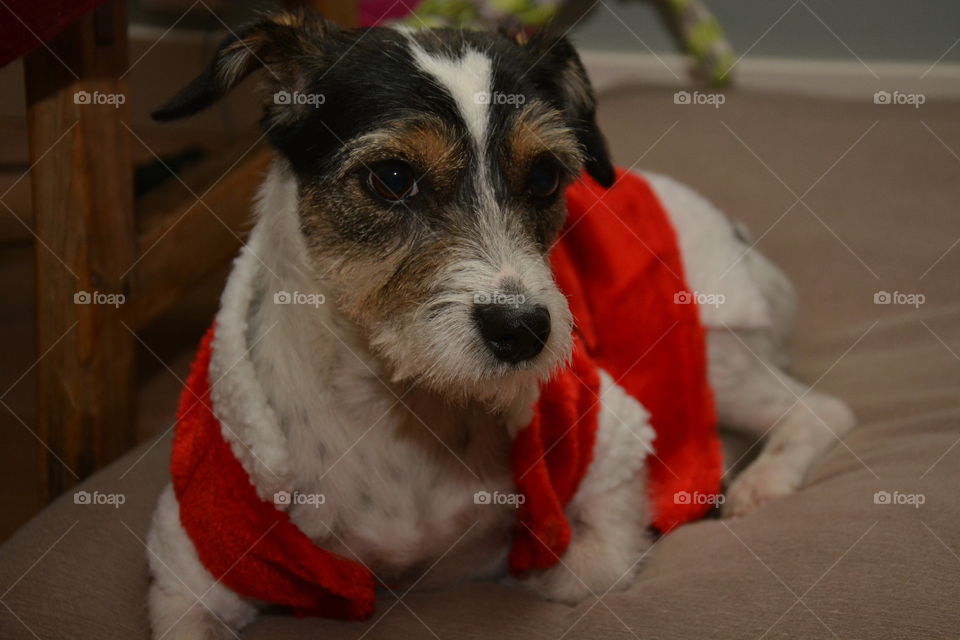 Christmas dog