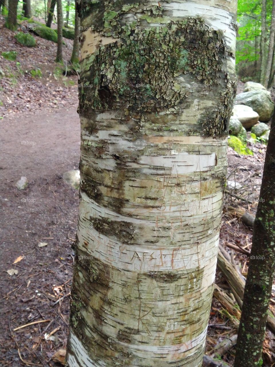 Bark color and texture