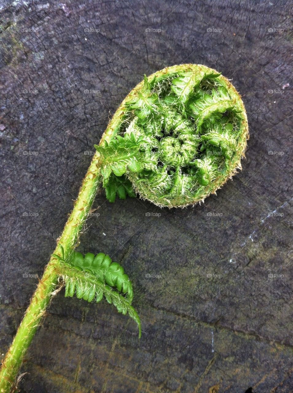 landscape green nature leaf by miss_falcon