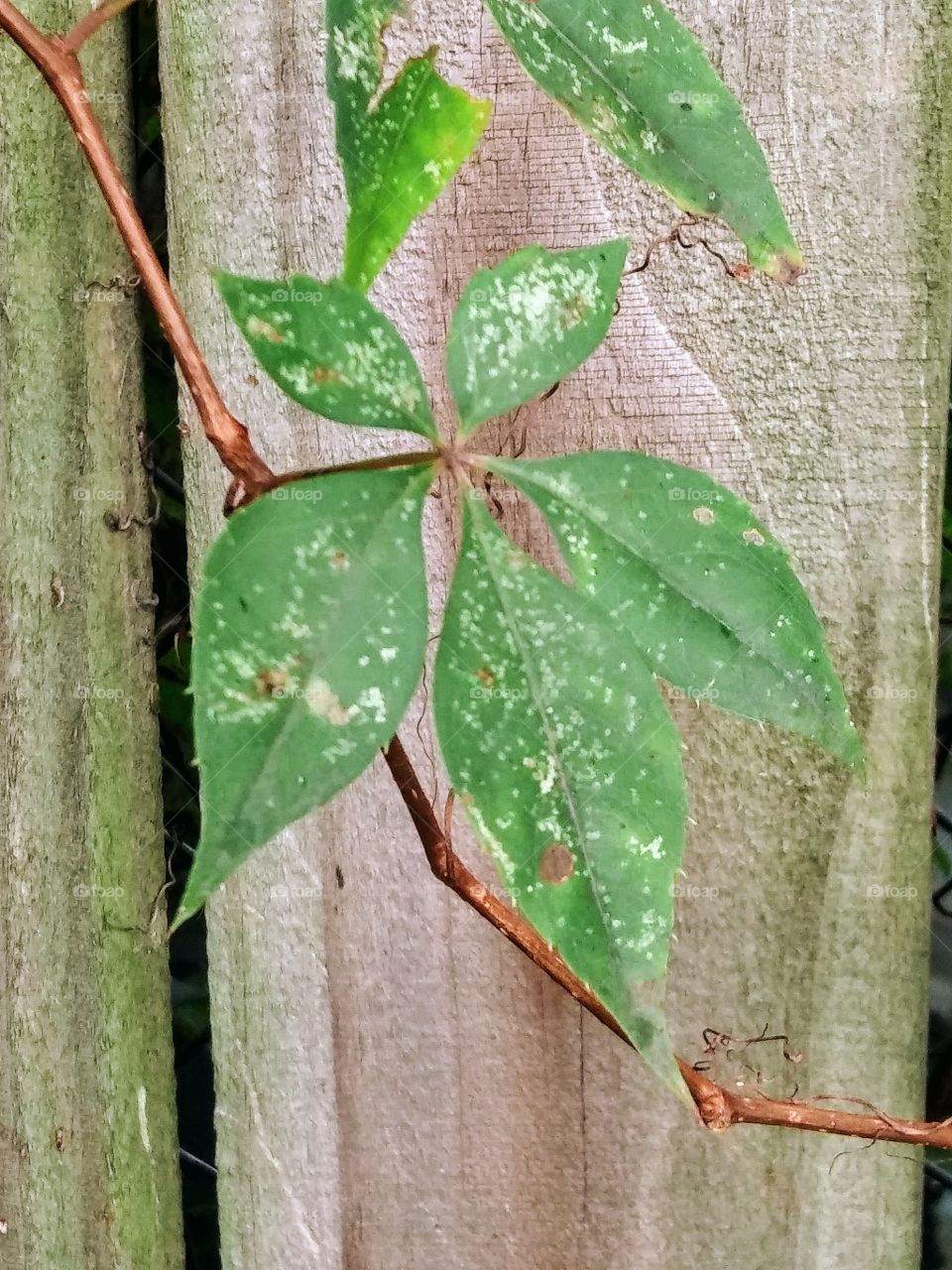 leaf of Virginia Creeper