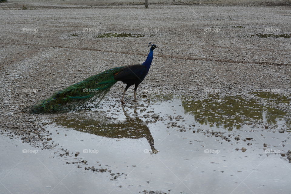 Peacock