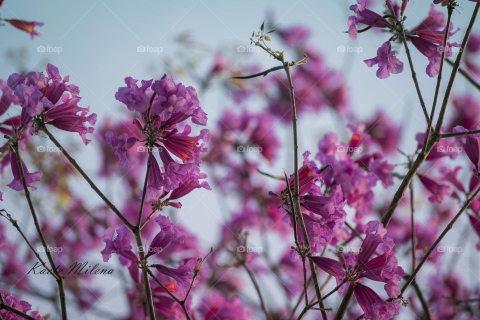 Pink flowers