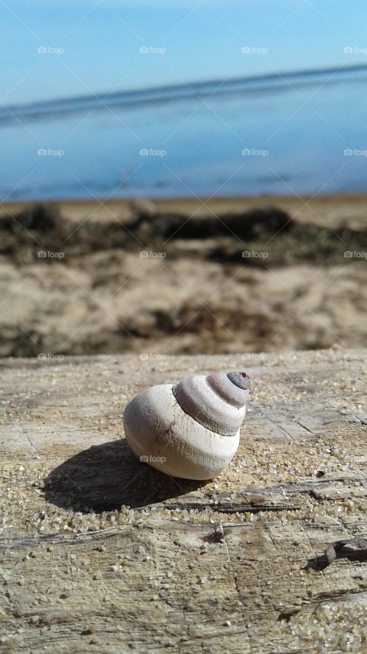 seashell at the park