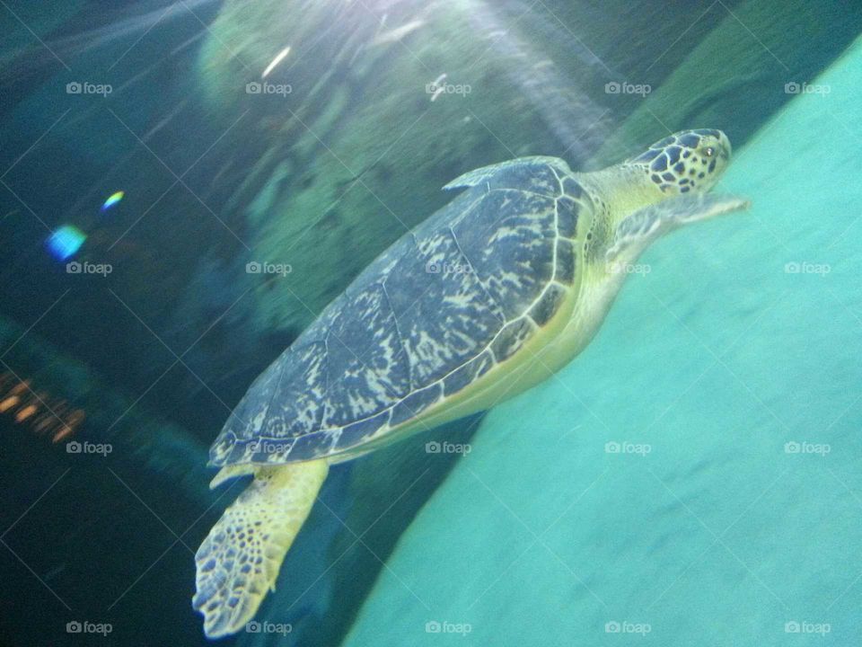 sea turtle. turtle