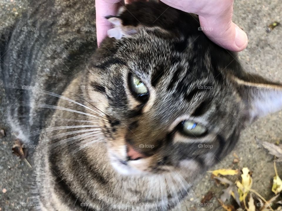 Tabby tom cat gets head petted