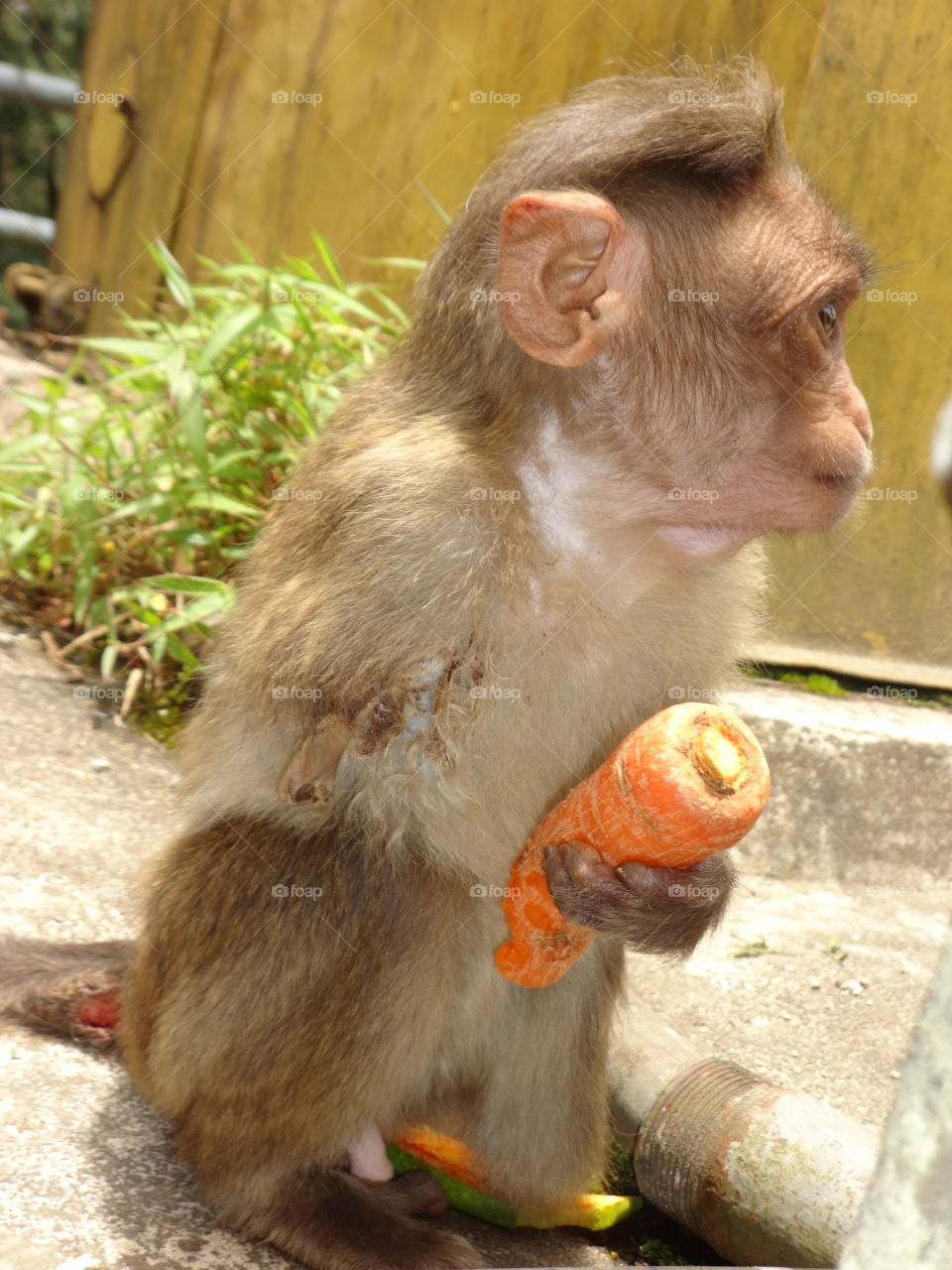 Cute Monkey Eat Carrot