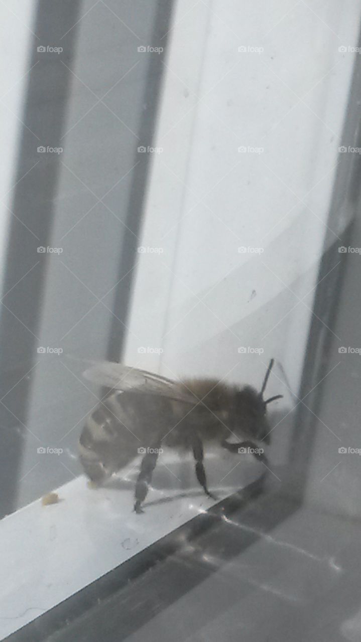 wasp on a window