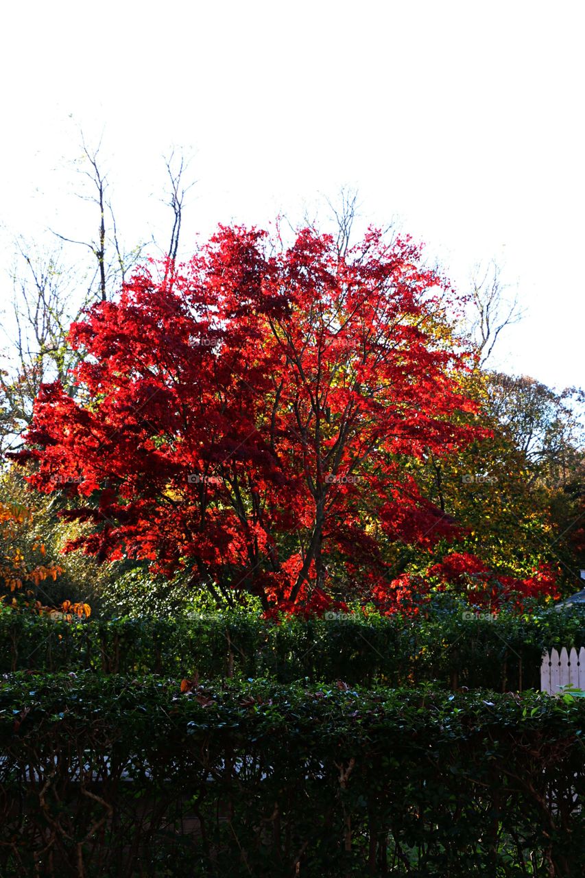Out of place beautiful red tree in the fall. This angelic eye melting tree flatters the viewer with its destructive red leaves. 