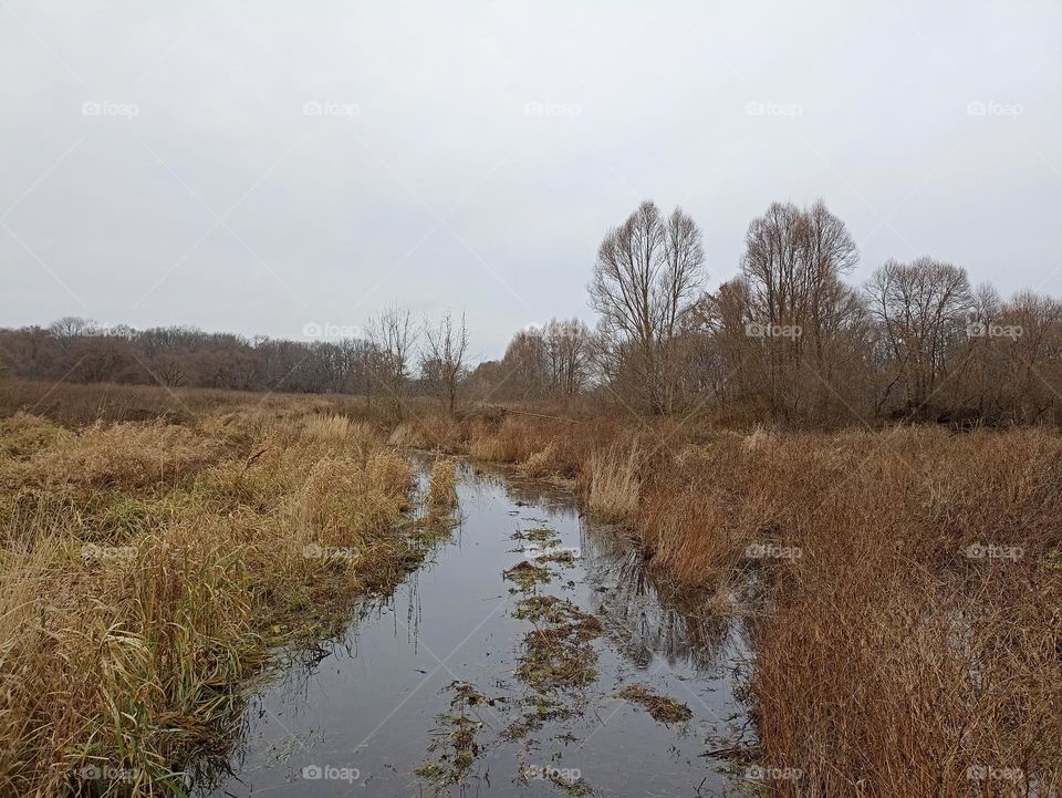 A road flooded with water in the forest
