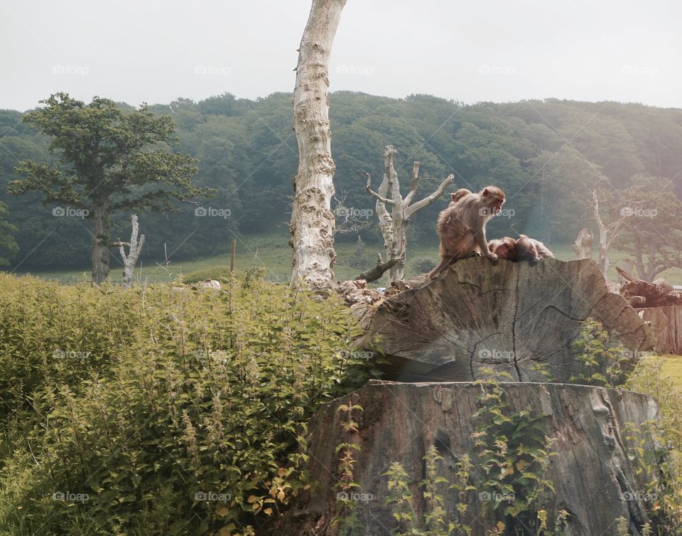 Monkeys on tree cleaning each other 