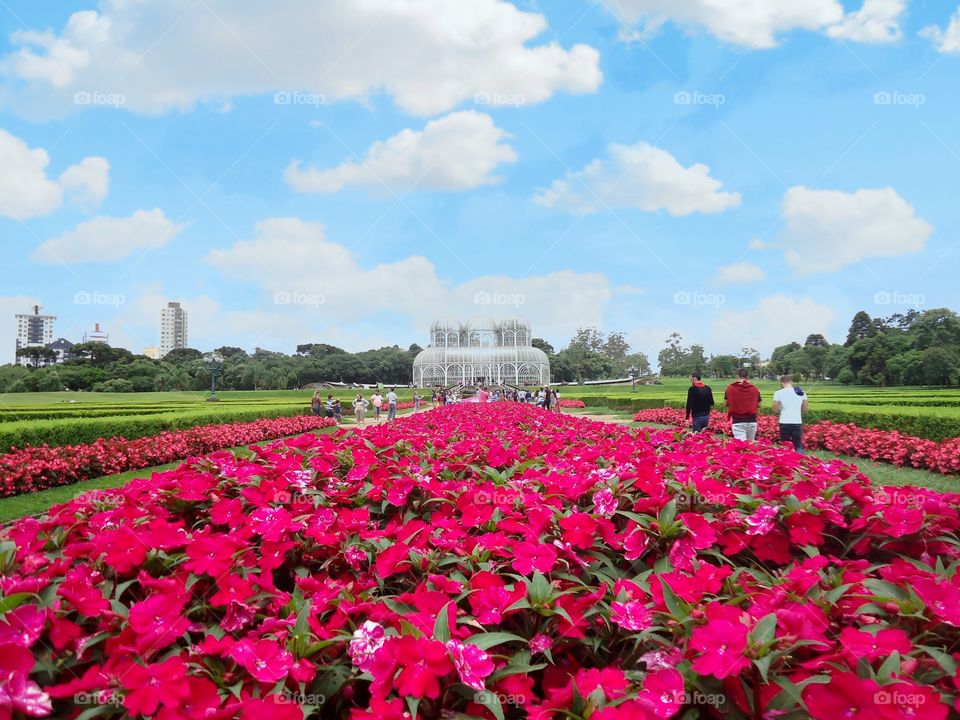 A carpet of pink flowers