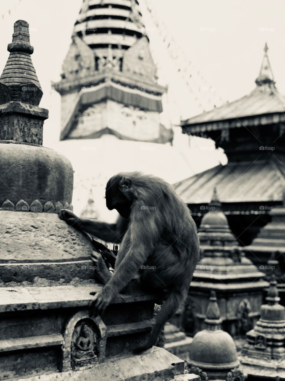 Monkey just chilling at Monkey Temple