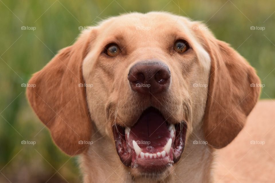 Yellow Labrador retriever 