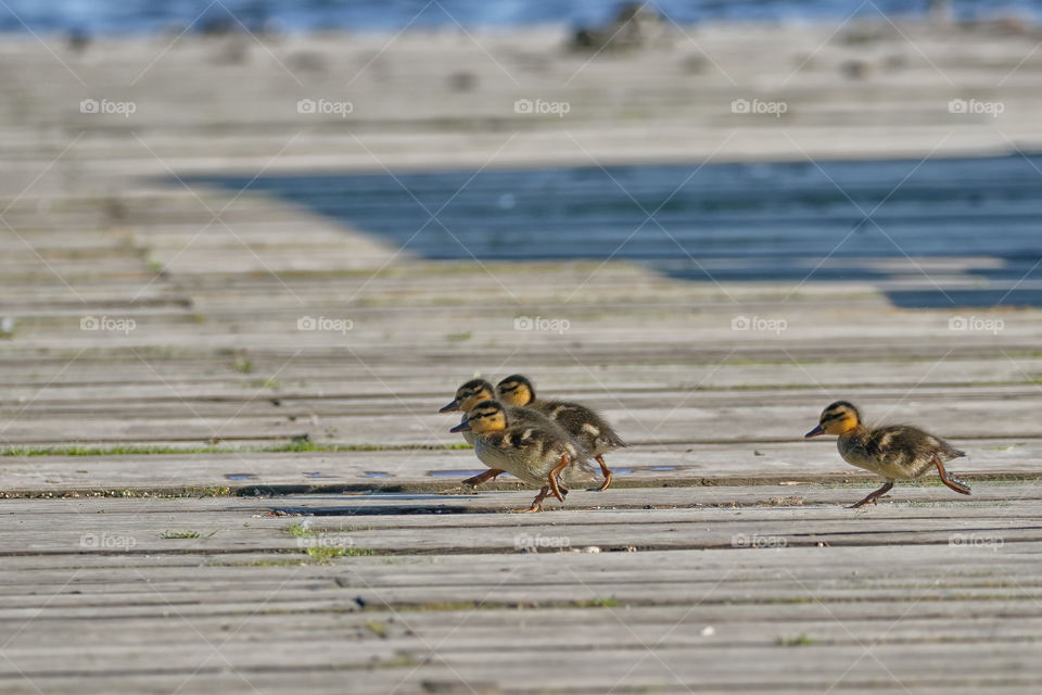 Ducklings scamper across the boat ramp 