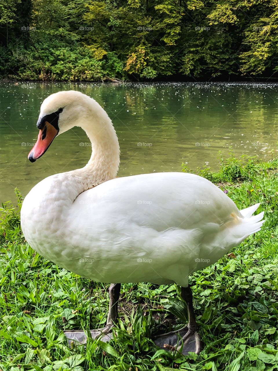 Swan