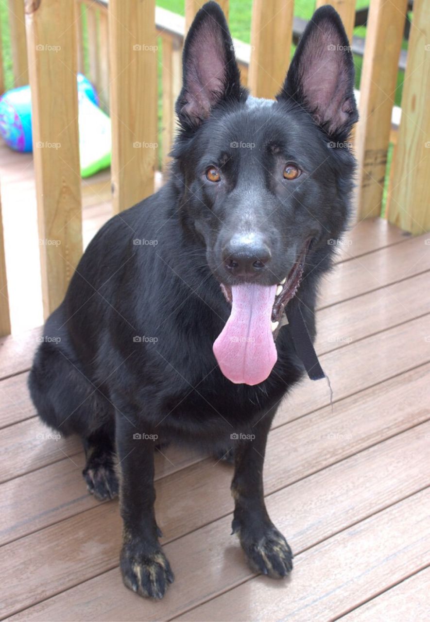 Dog, Mammal, Pet, Portrait, Canine