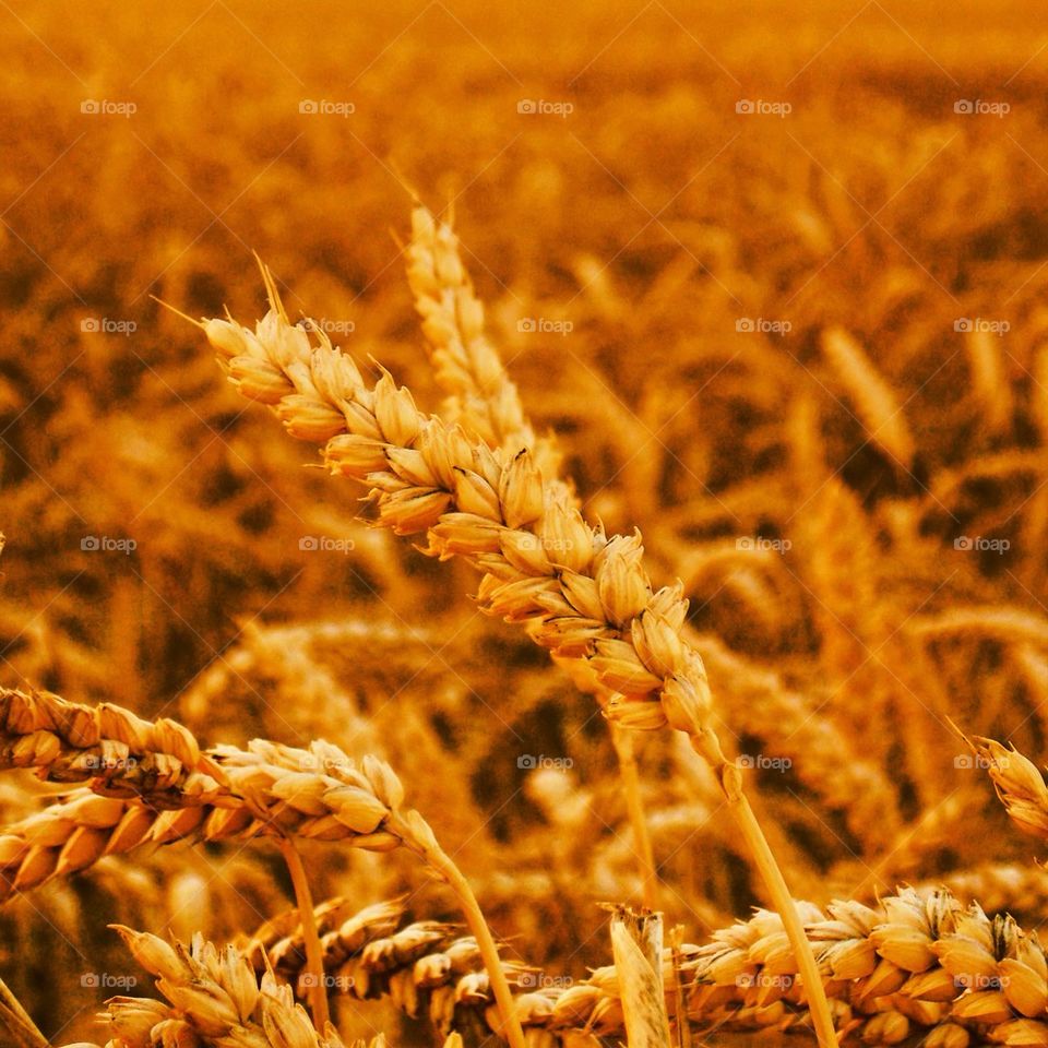 Wheatfield