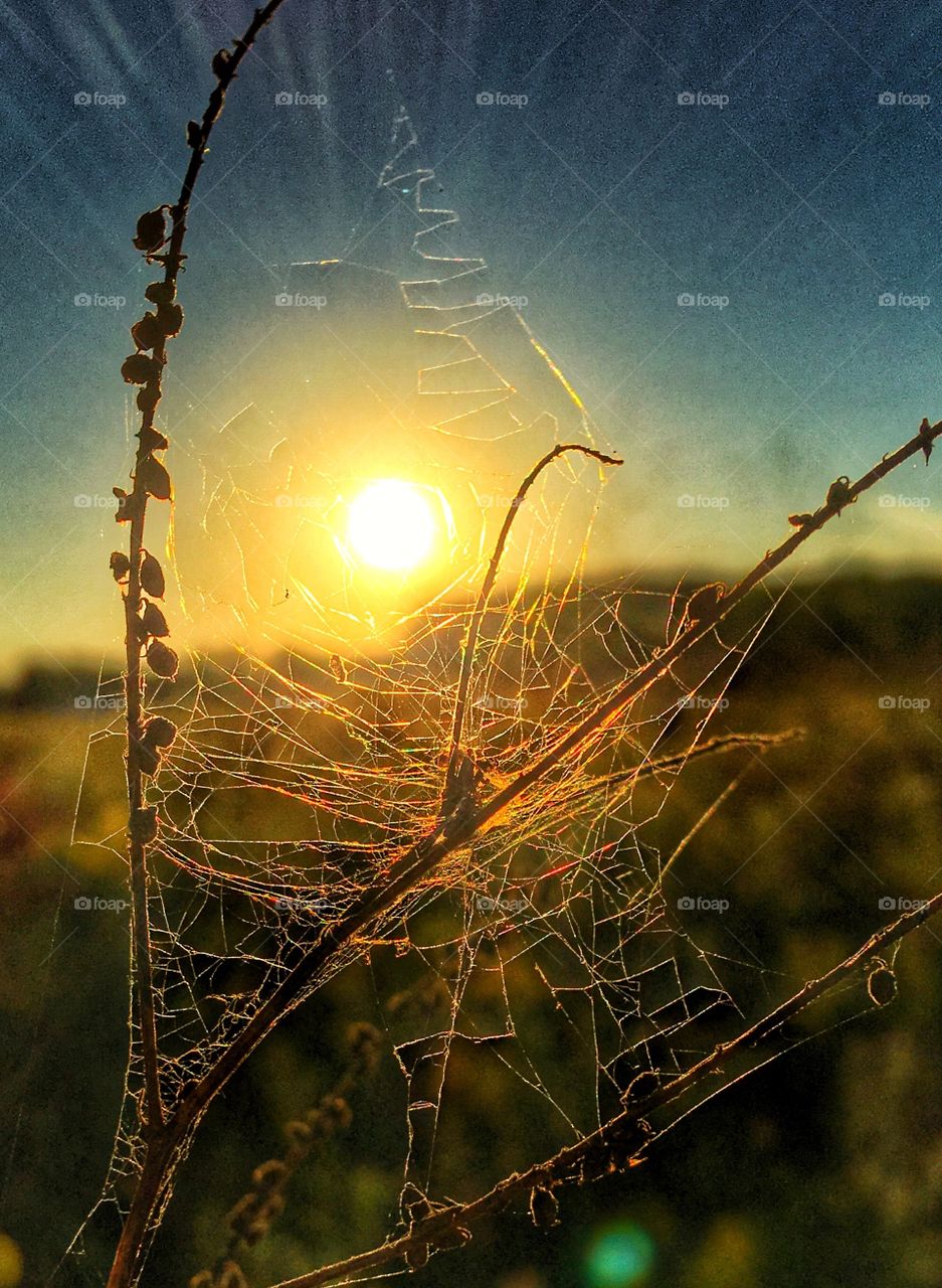 Sunset between in dry plant