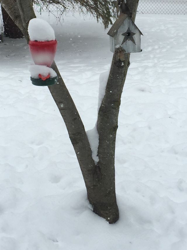 Winter snow day