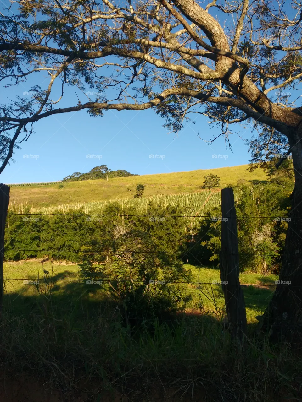 lindo