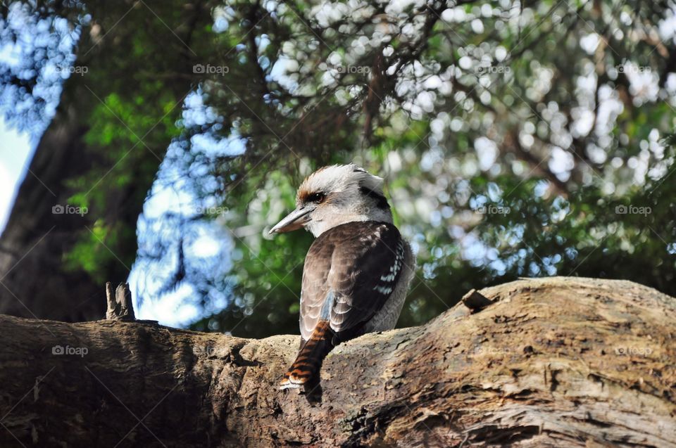 Kookaburra sitting on branch 