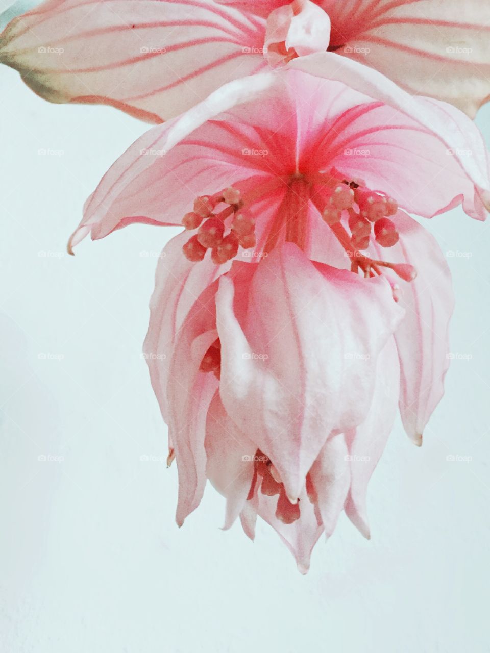 Exotic blossom, pink, indoor, beautiful, summer