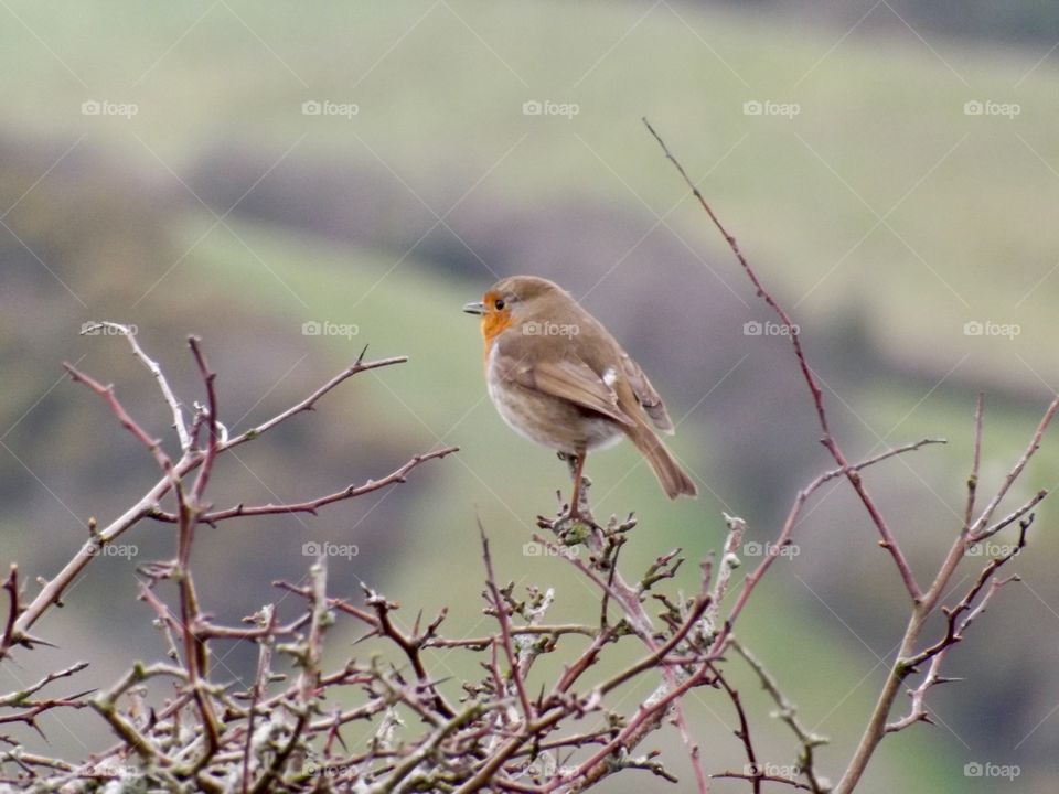Robin singing on a branch in North Devon. Looking and perching on a branch near Ilfracombe 