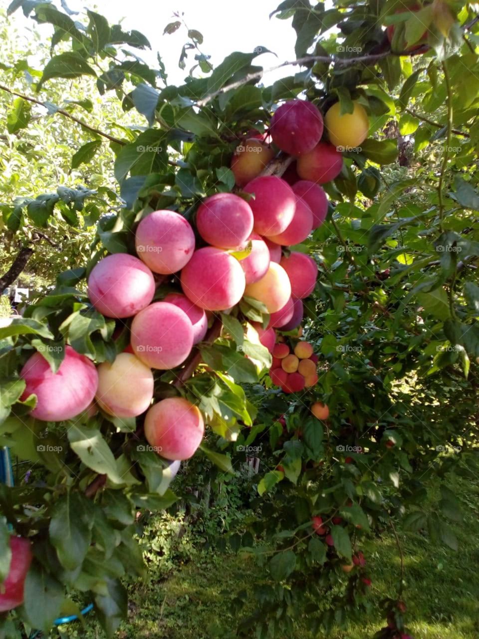 Bunch of plums 