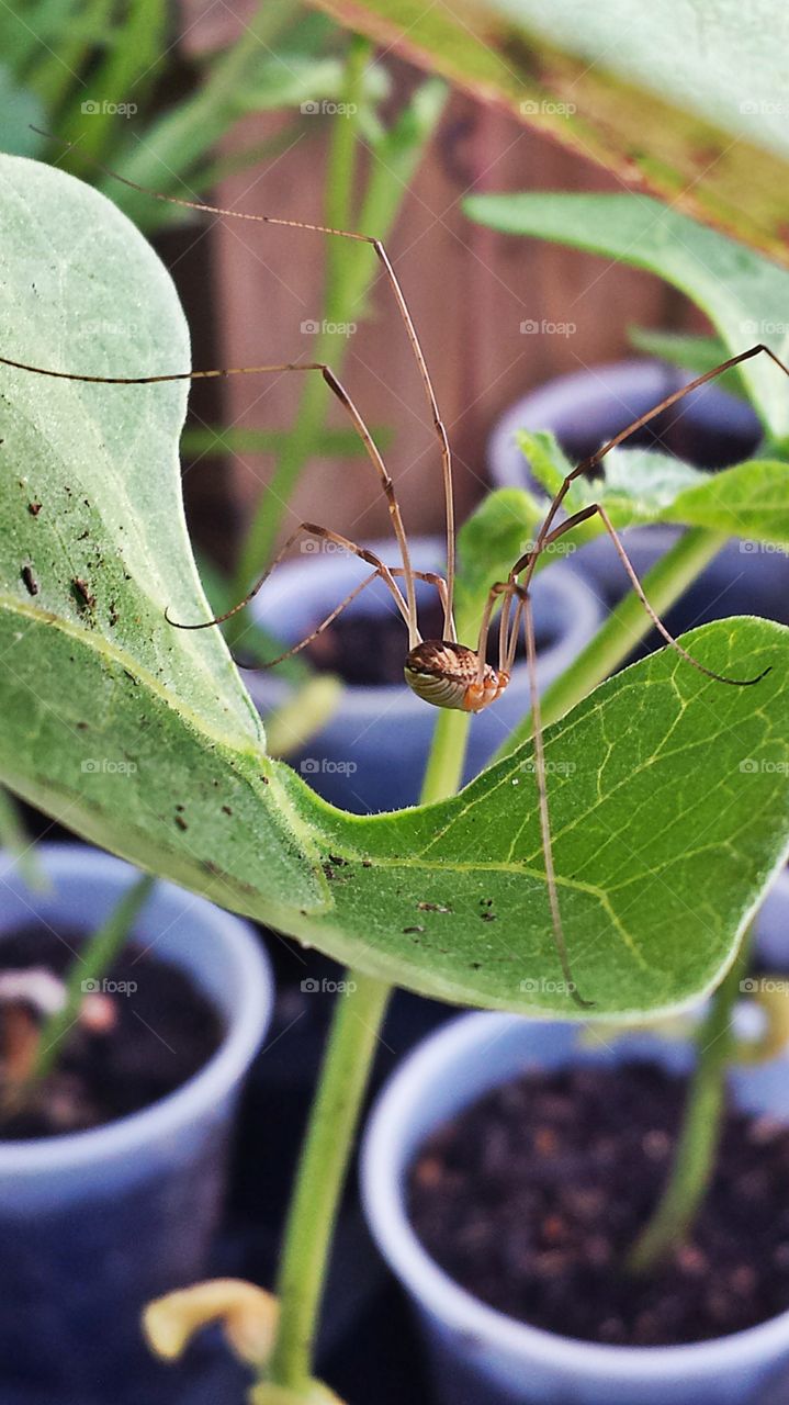 Daddy Long Legs. On my bean plants