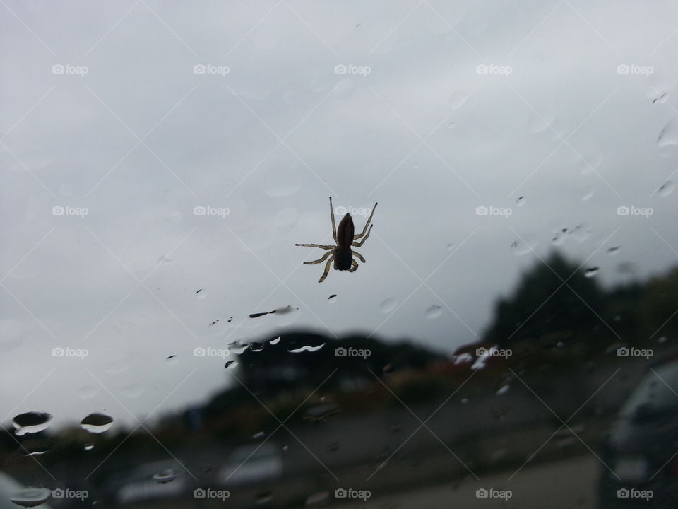 during a rainy day, i photographed this little spider that crawled along the glass of the car