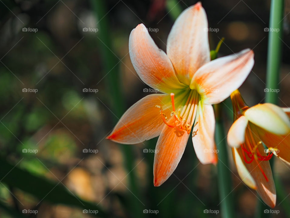 Wild flower blooming during spring