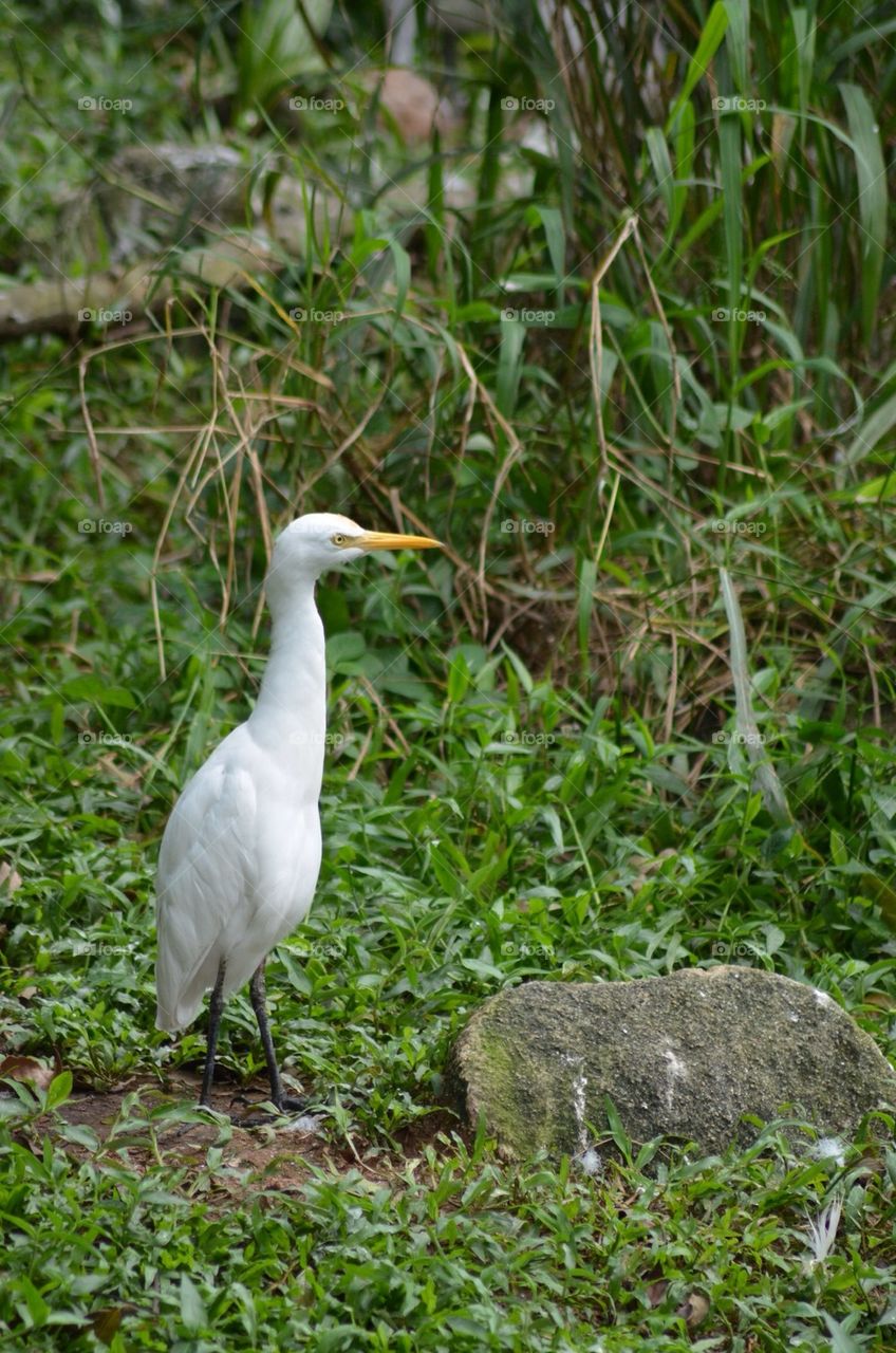 White Egret