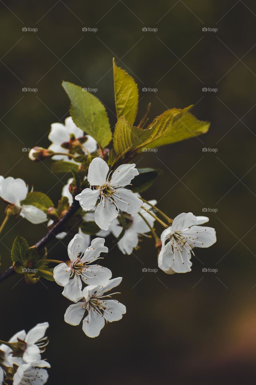 Blooming tree