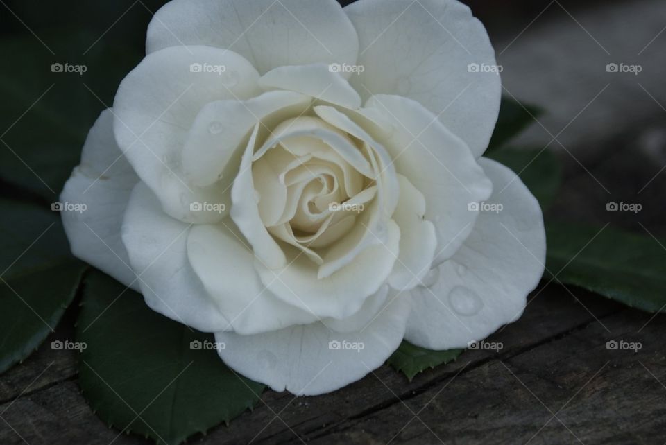 white dew drop rose