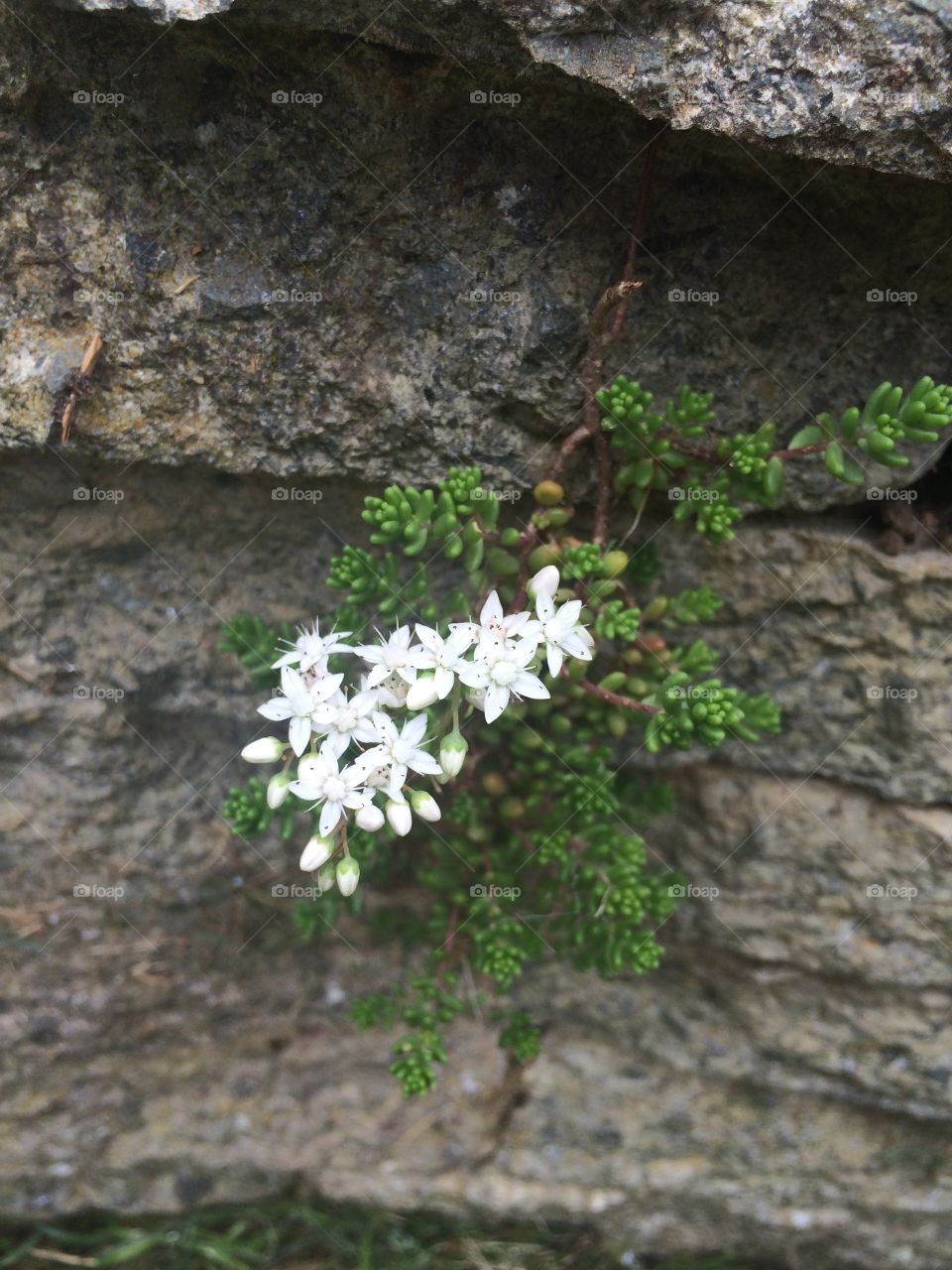 Sedum White Flowers on wall 