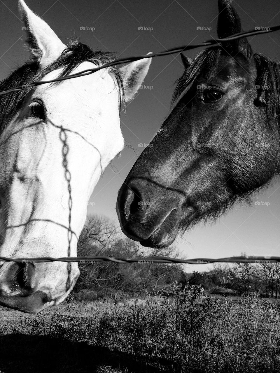 Horses in Black & White From the Ground Up