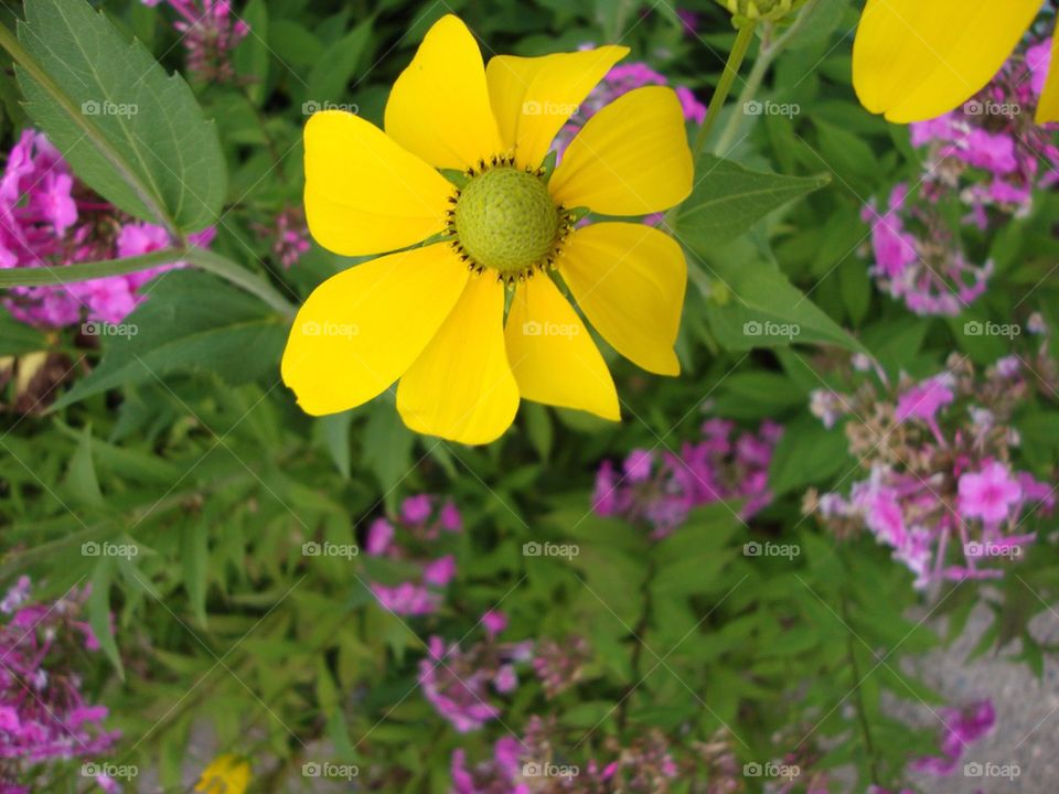 Yellow flower