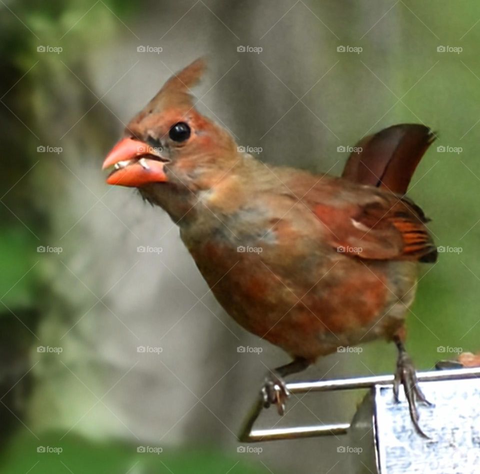 Another juvenile Cardinal at the feeder.